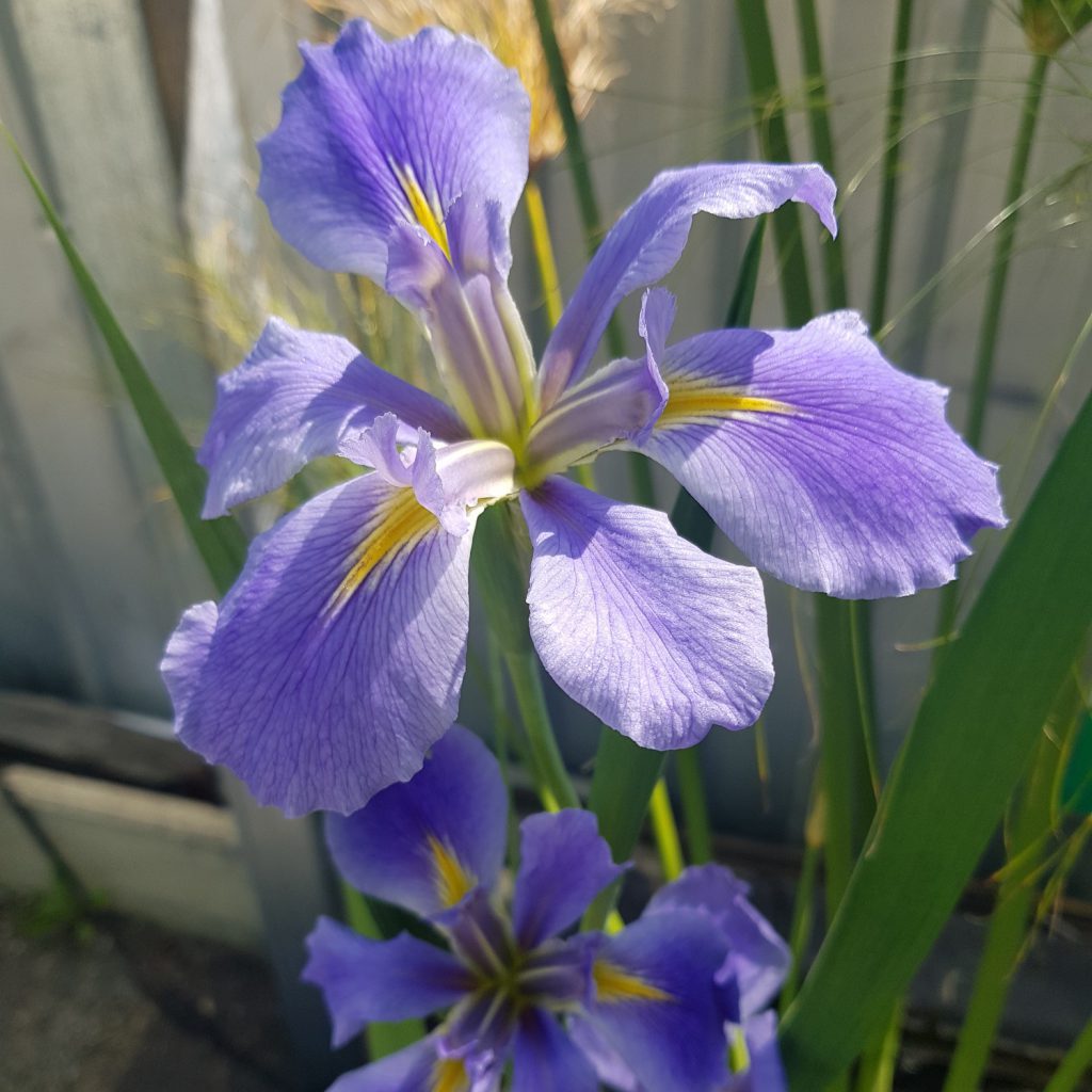 Water Iris The Pond Shop