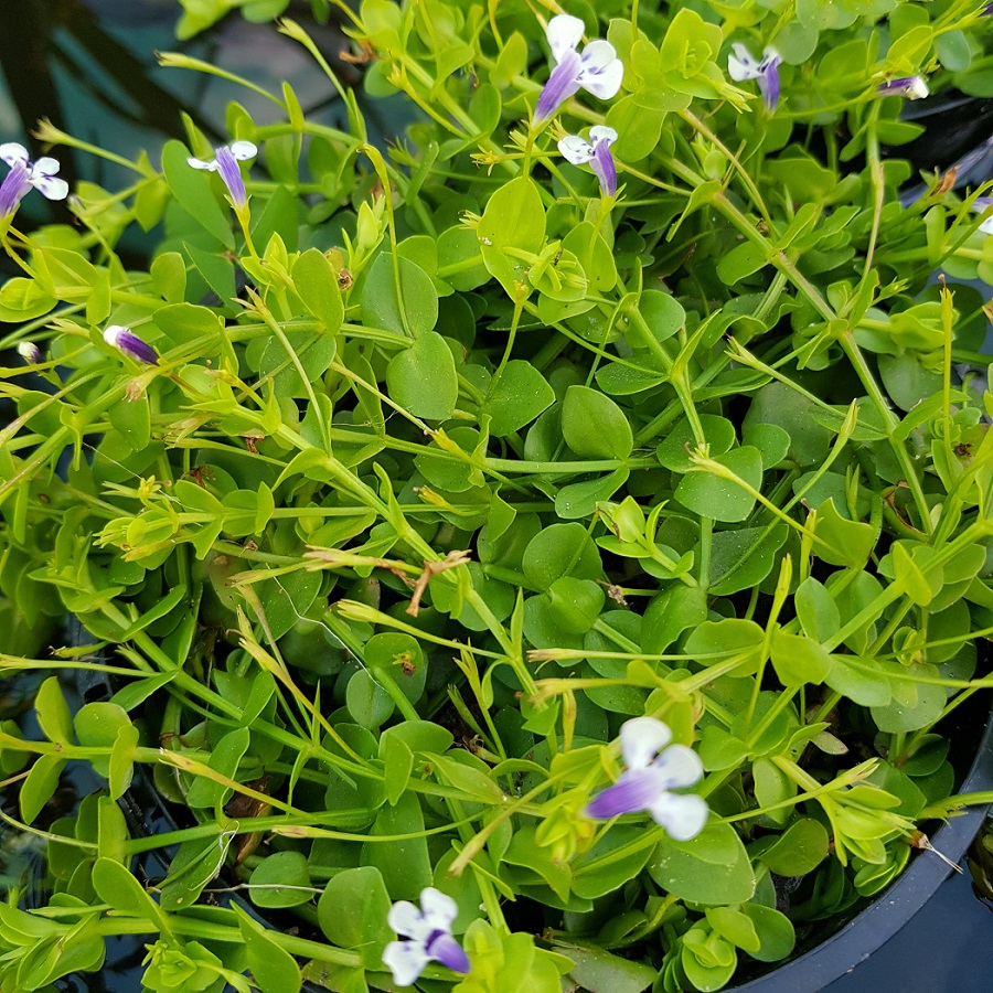 Lindernia – Blue Moneywort