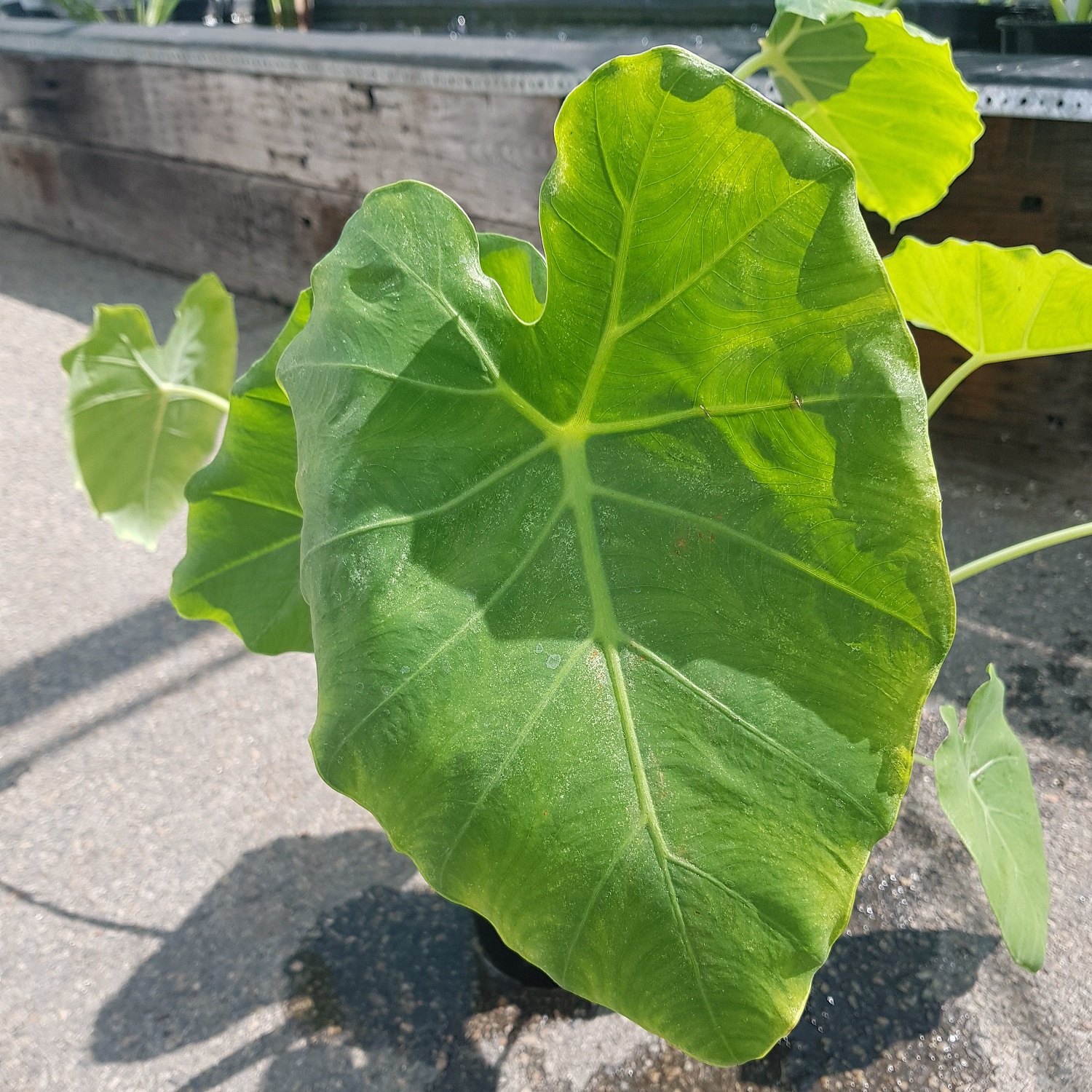 Taro - Elephant Ear - The Pond Shop