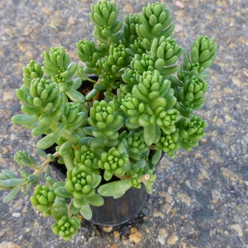 Sedum sp.