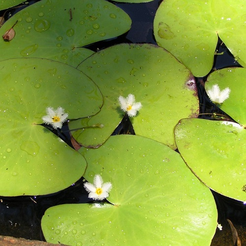 Water Snowflake Lily