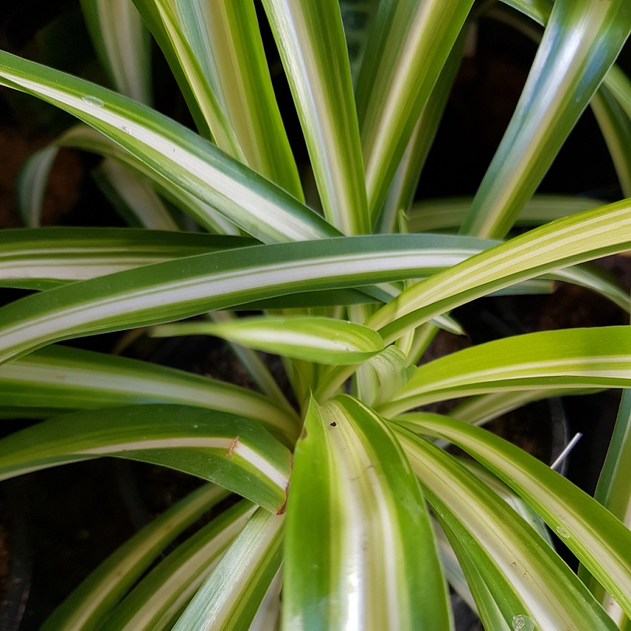 Spider Plant