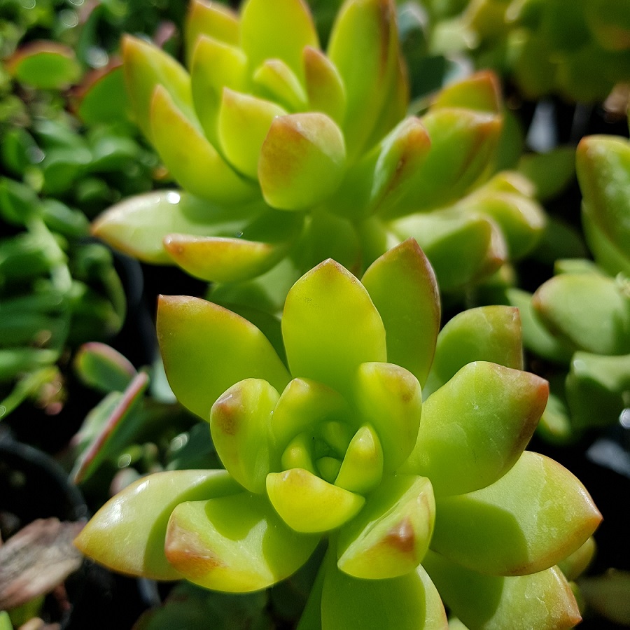 Succulent Sp.