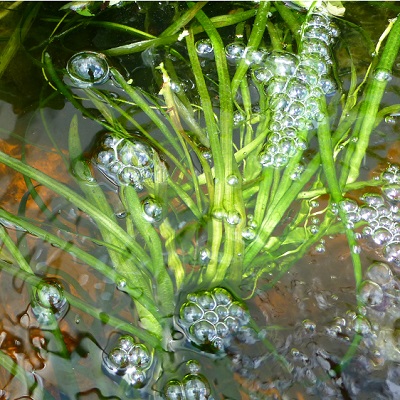 Vallisneria – Ribbon Grass