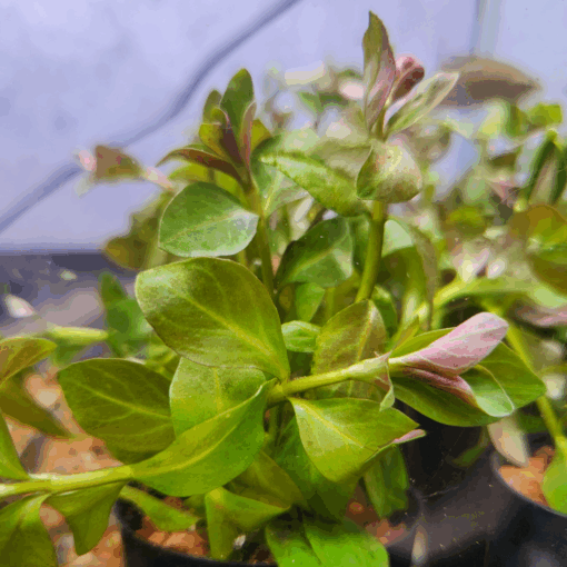 Ludwigia Aquarium Tube Pot