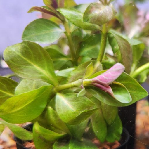 Ludwigia Aquarium Tube Pot