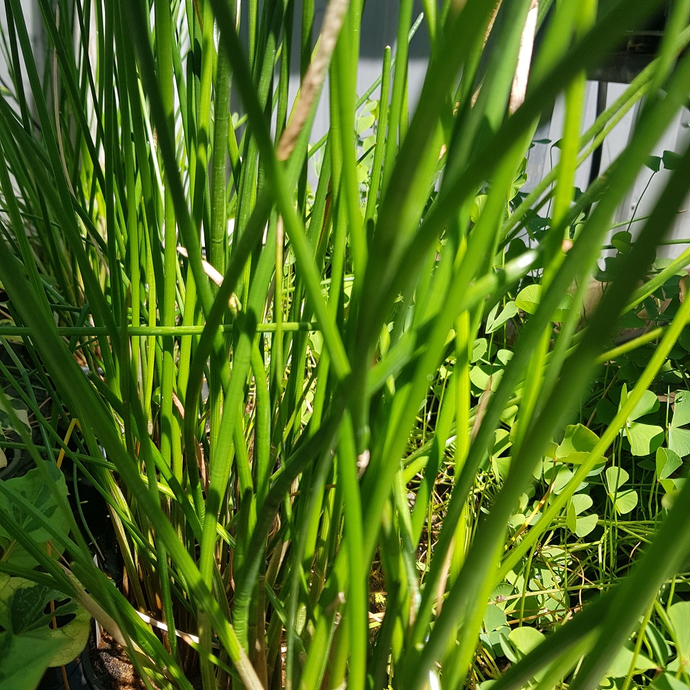 Chinese Water Chestnut