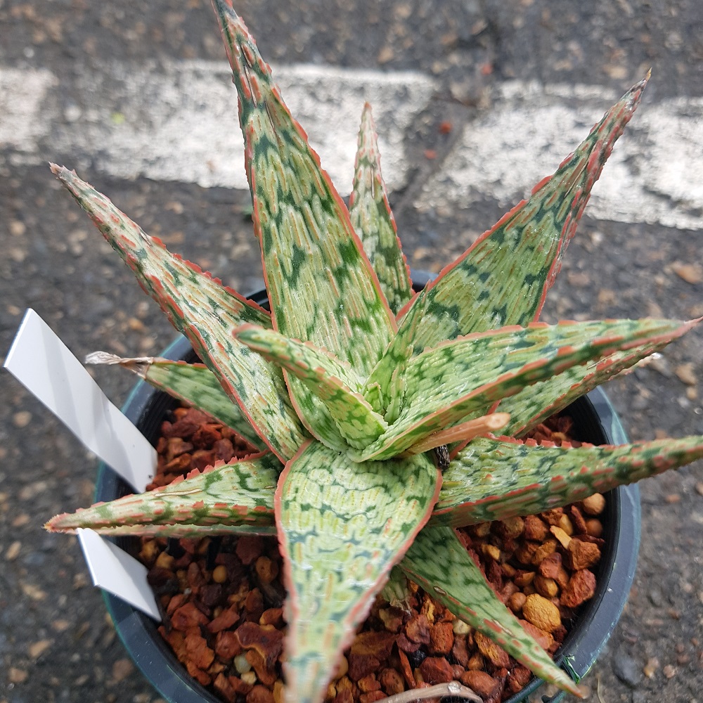 Aloe ‘Red Edge’