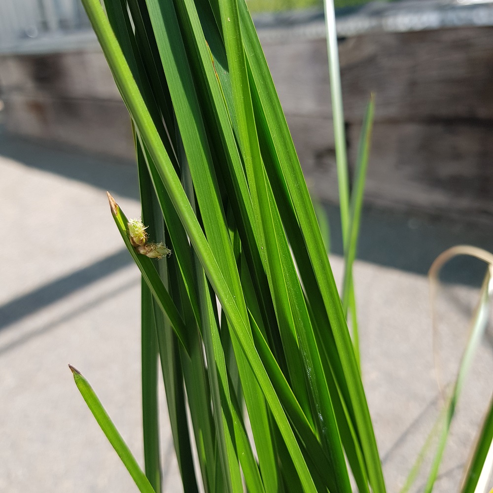 Triangle Reed