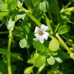 Low Growing Pond Plants