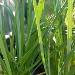 Marginal Pond Plants