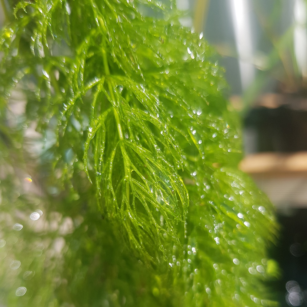 Foxtail – Free Floating Pond Plant
