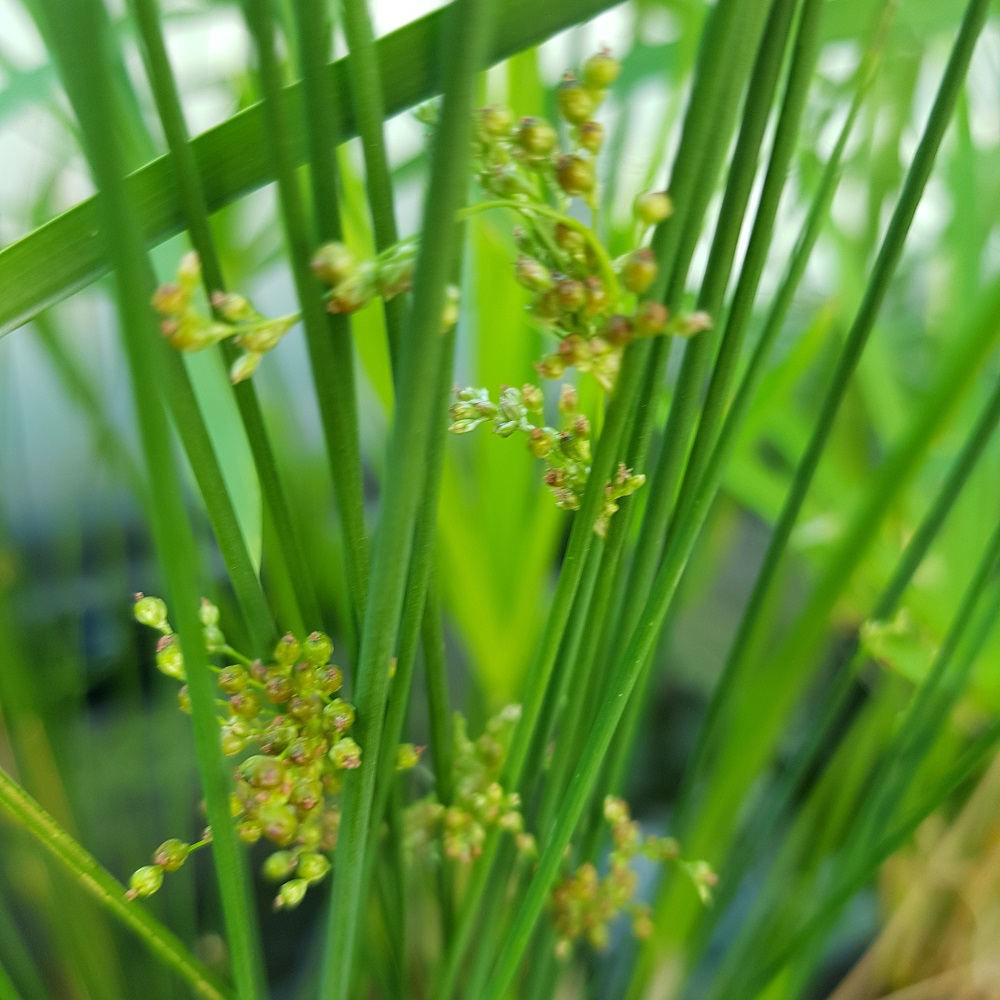 Finger Rush – Juncus subsecundus