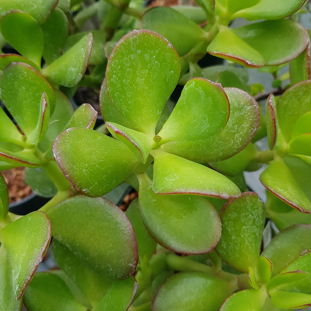 Succulent Sp.