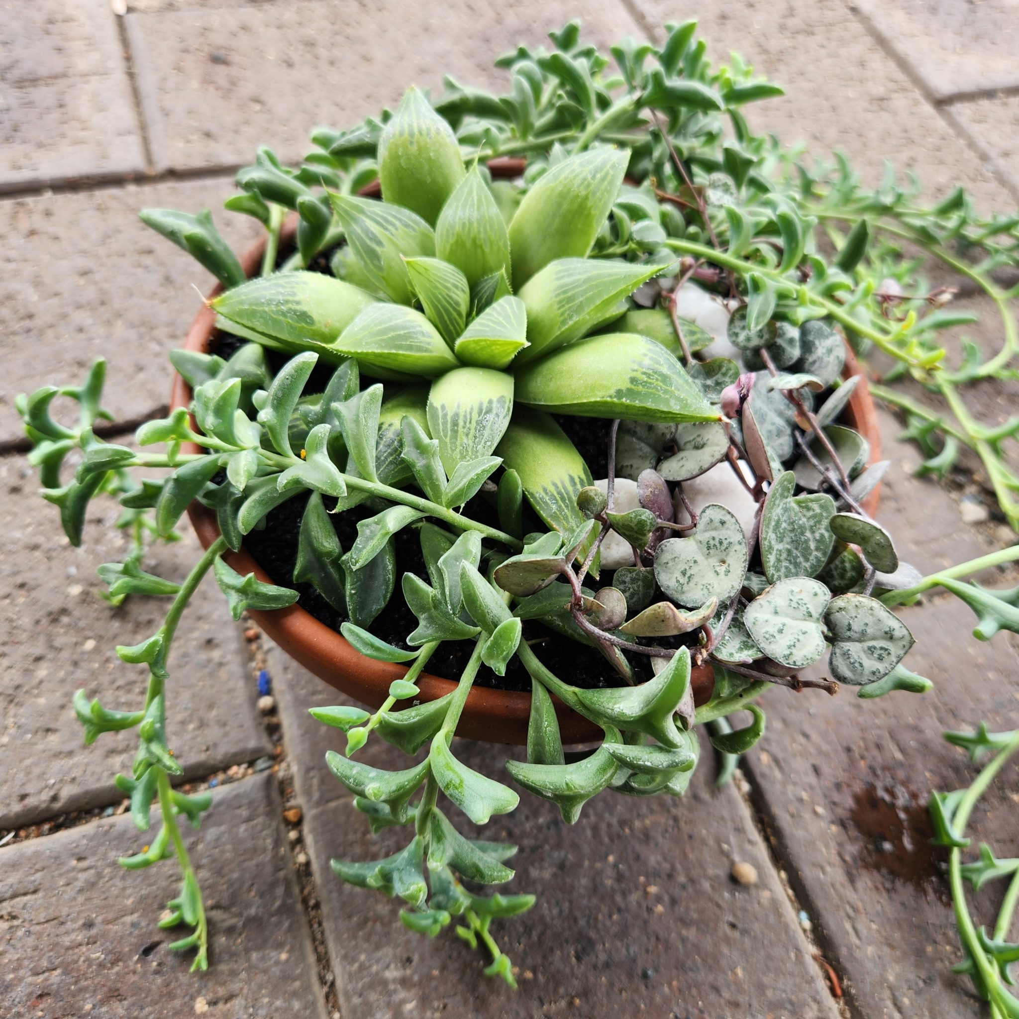 Terracotta Succulent Gift Pots