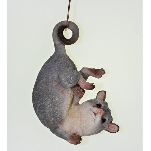 Ringtail Possum Hanging