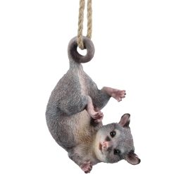 Ringtail Possum Hanging