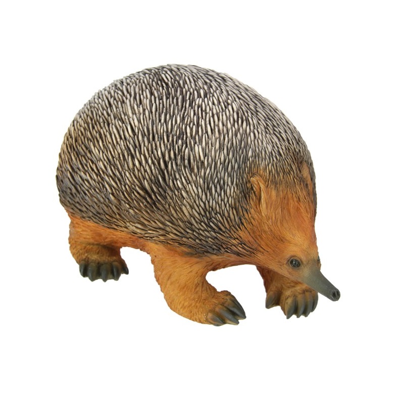 Echidna