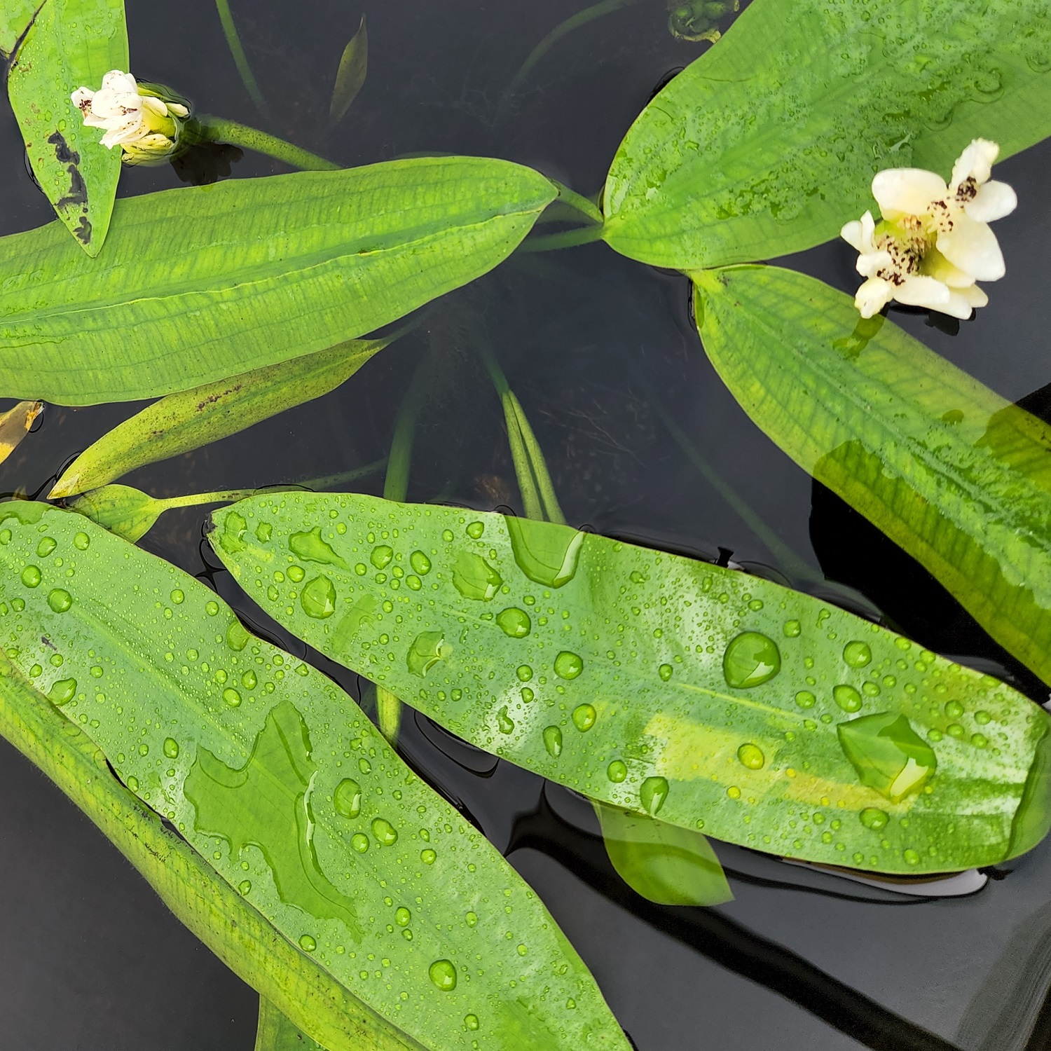 Water Hawthorn Lily