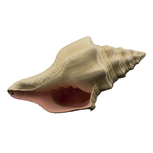 Murex Shell Aquarium Ornament