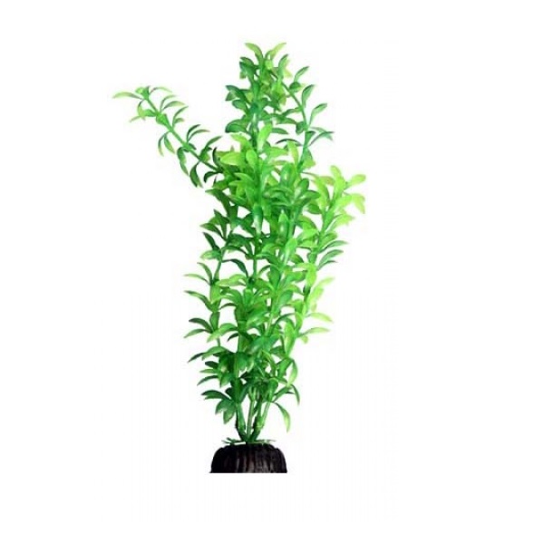 Ludwigia Green – Ecoscape