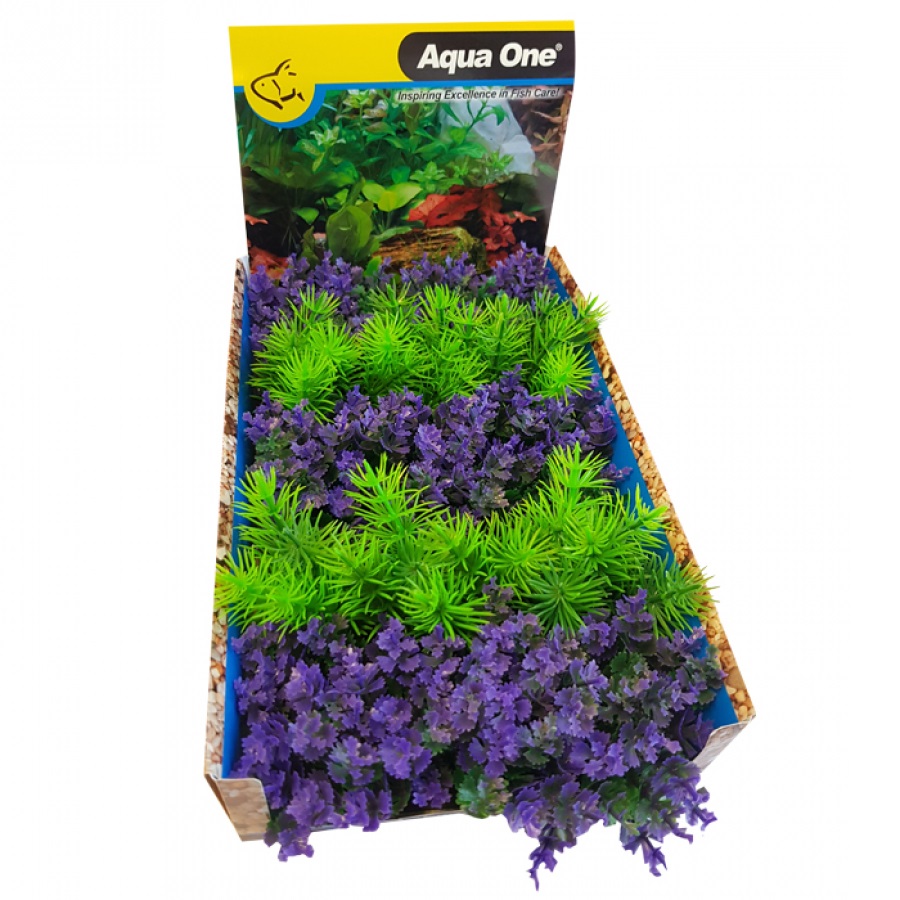 Foreground Purple Catspaw or Ambulia Green Mix Punnet