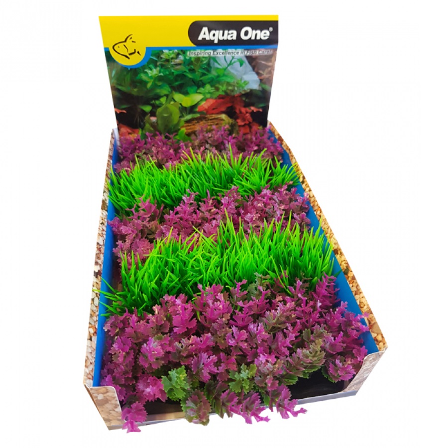 Foreground Pink Catspaw or Hair Grass Green Mix Punnet