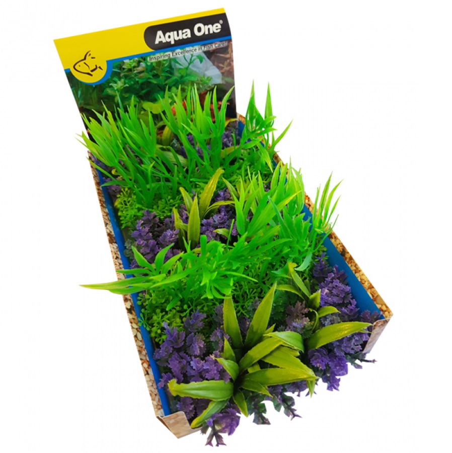 Foreground Purple Catspaw w/Grass or Willow Hygro Green Mix Punnet