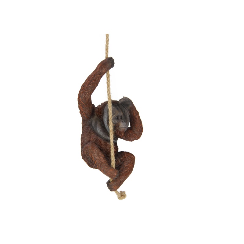 Orangutan Hanging on Rope