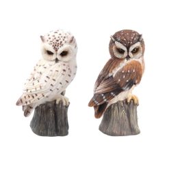 Owl on Tree Stump