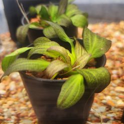 Amazon Sword - Tube Pot