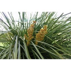 Spiny Headed Mat Rush - Lomandra -20cm Pot
