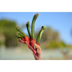 Kangaroo Paw - Floral Emblem