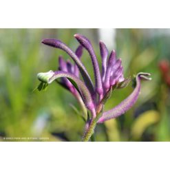 Kangaroo Paw - Purple - 14cm Pot
