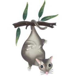 Possum Hanging Wall Art
