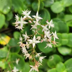 Plectranthus verticillatus - Swedish Ivy
