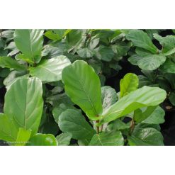 Ficus lyrata - 17-20cm Pot