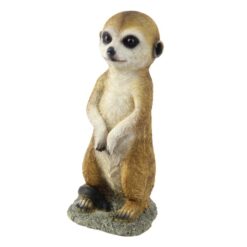 Cute Standing Meerkat