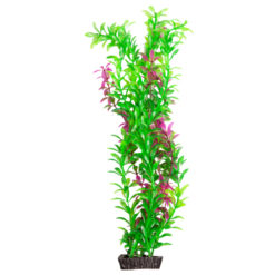 Rotala Purple XLarge - Ecoscape