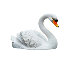 Floating Swan