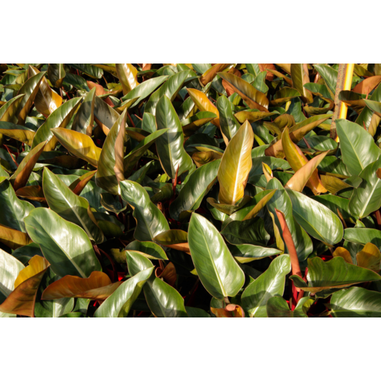 Philodendron sp. – 17-18cm Pot