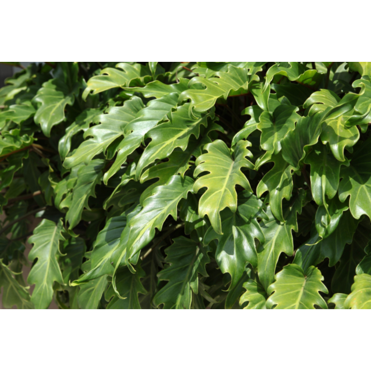Philodendron bipinnatifidum