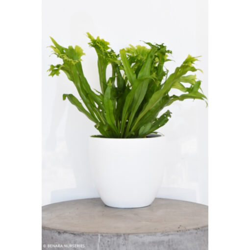 Microsorum Green Flame