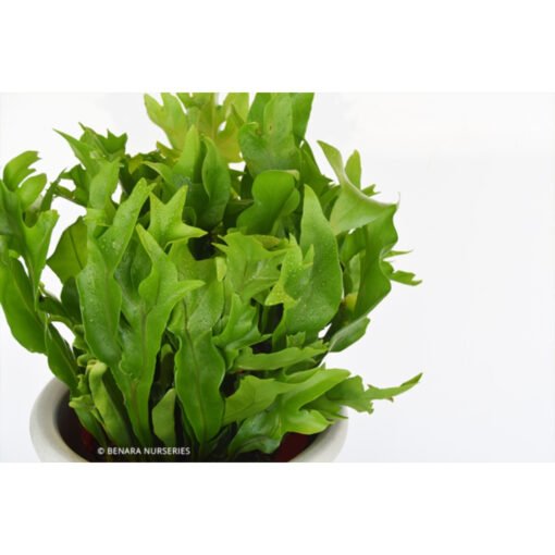 Microsorum Green Flame