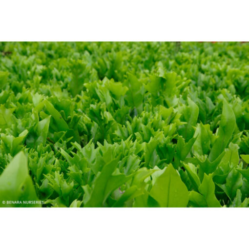 Microsorum Green Flame