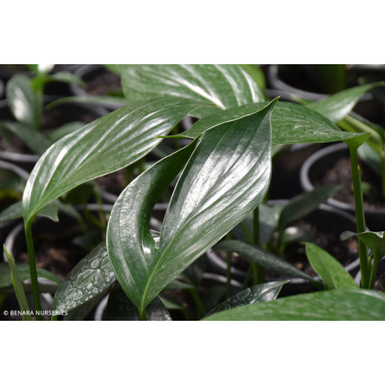 Epipremnum pinnatum – Devil’s Ivy