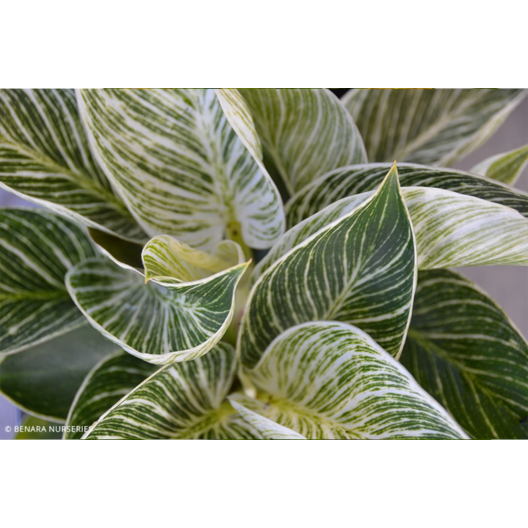Philodendron Birkin – 14cm Pot