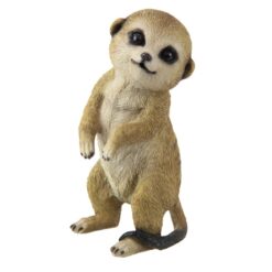 Cute Standing Meerkat