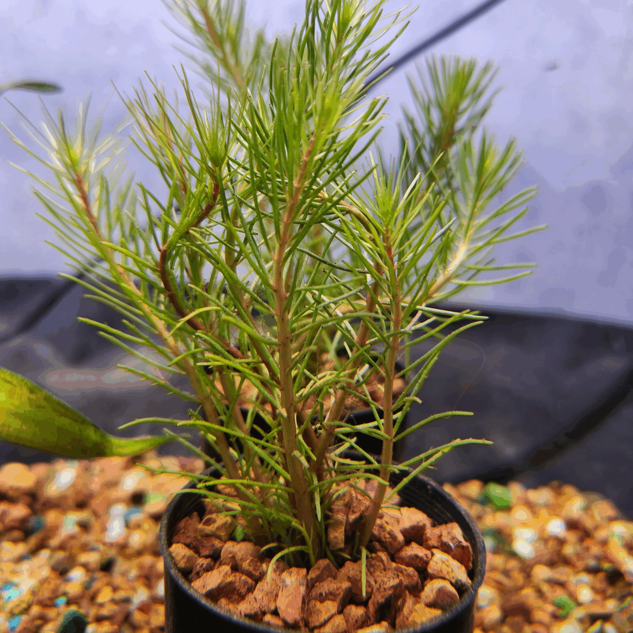Red-Stem Milfoil Aquarium Tube Pot