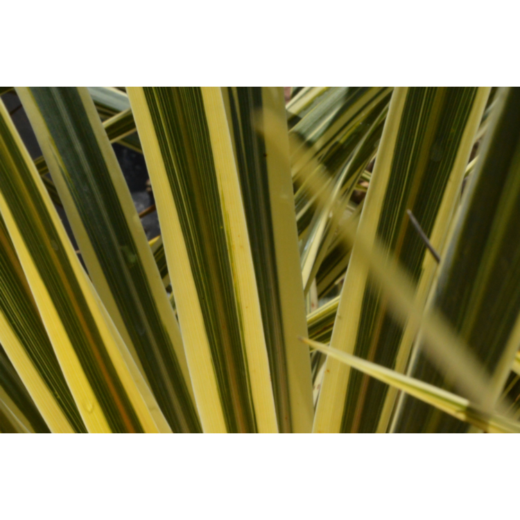 Cordyline australis - 17-20cm Pot